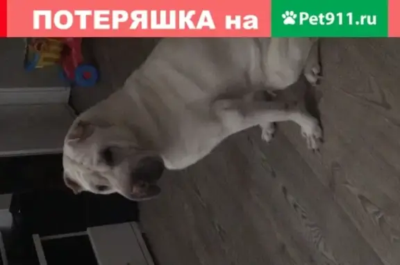 Пропала собака породы шар-пей в селе Марусино, Новосибирская область