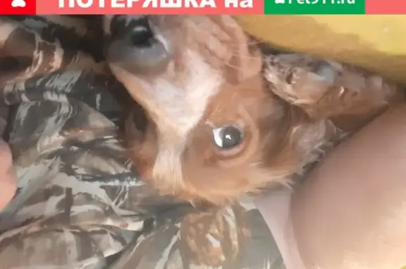 Пропала собака в Энгельсском районе, Саратовская область