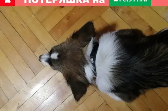 Найдена собака в Светлограде, Краснодар
