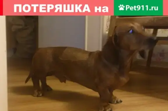 Пропала собака Гоша в Петергофе, ул. Братьев Горкушенко и угол Сашинской дороги