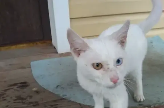 Найдена кошка в Сокол-1, Истре, Московская область