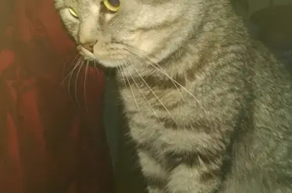 Объявления о пропавших и найденных животных, Курган, фото: Пропала кошка в Кургане, пос. Увал