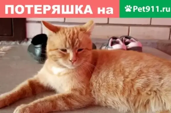 Пропала кошка Ириска в Михайловске, Шпаковский район