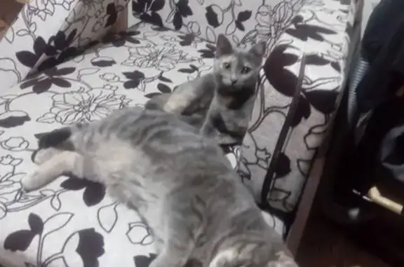 Кошки потеряшки, Пятигорск, фото: Потеряшка застрахованная кошка в Пятигорске