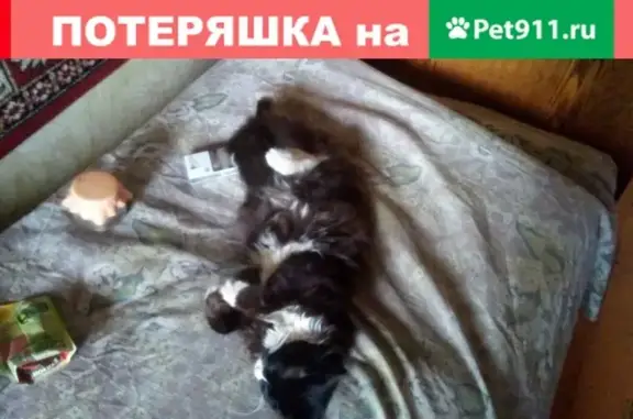 Объявления о пропавших и найденных животных, Орск, фото: Пропал кот в районе Телевышки, Светлый переулок