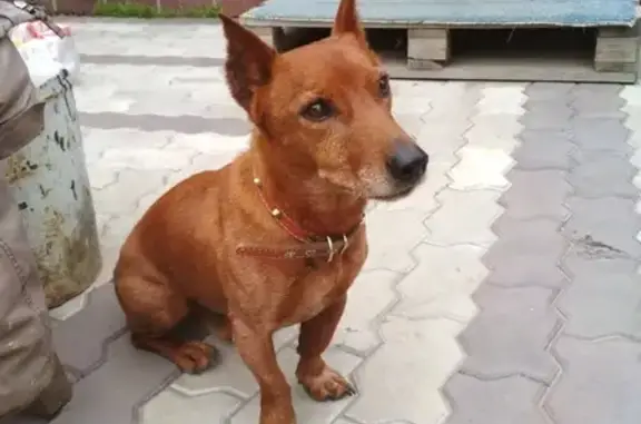 Собака найдена в снт Остров Виктория, Казань, РТ, Россия