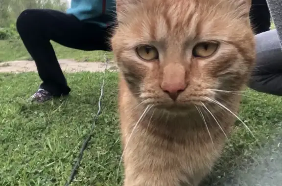 Найден кот в деревне Мины, Ленобласть