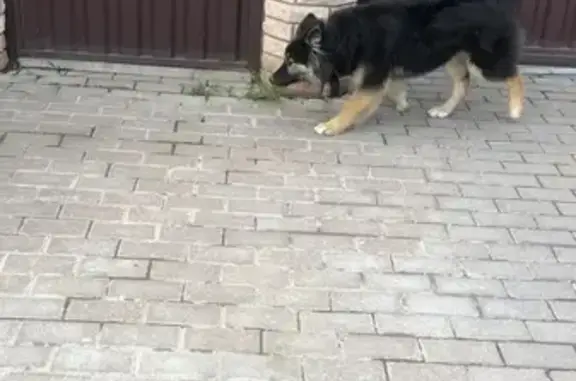 Собака с ошейником находится в Беляниново, Московская область.