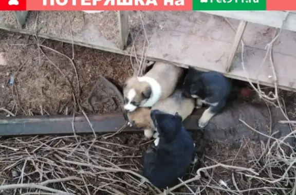 Найдена собака и 4 щенка в Павловском Посаде