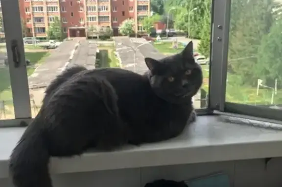 Пропал серый кот с оранжевыми глазами на ул. Ленина, 48