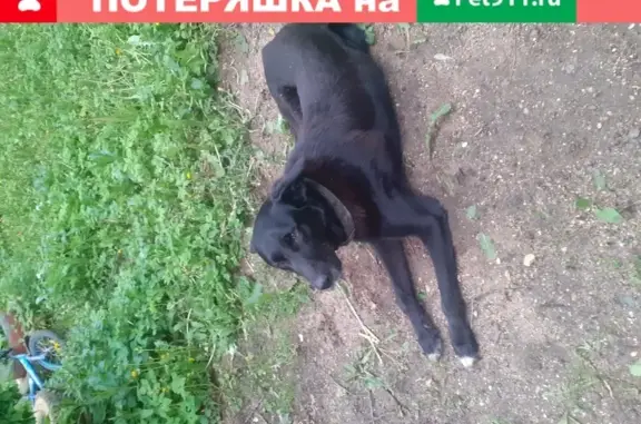 Найдена домашняя собака в Одинцово