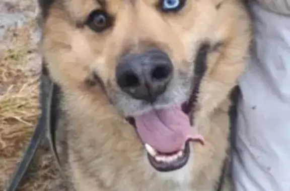 Пропала собака Байкал с разноцветными глазами в Матрёнино