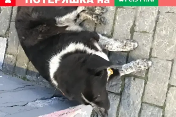 Собака найдена в Сургуте.