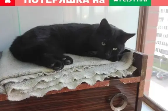 Найден кот в Домодедово, ул. 25 лет Октября 7 и ул. Каширское шоссе 83