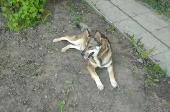 Собака найдена в Москве, ищем хозяев!