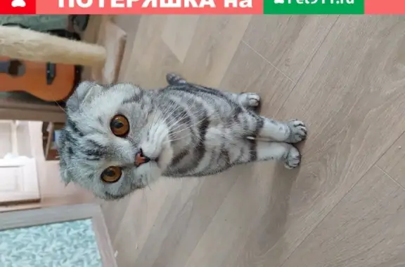 Найдена кошка в Мещерском Лесу, Москва