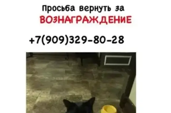 Кошки потеряшки, Самара, фото: Потеряшка кошка на 9 просеке, Самара.