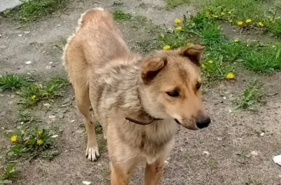 Найдена худая девочка-собака в Ярославле