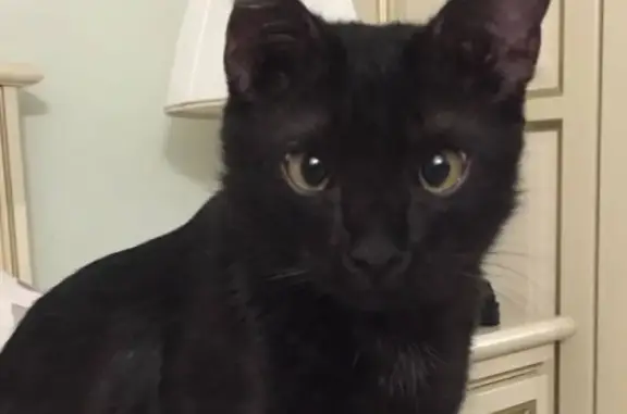 Пропал кот в Вербилках, Московская обл.