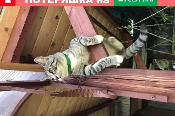 Пропала кошка Котик в Казани, СНТ КГУ НПП Лагерная им. В.И. Ленина