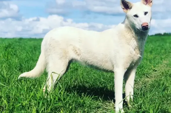 Найдена белоснежная собака в деревне Конобеево, Смоленская область