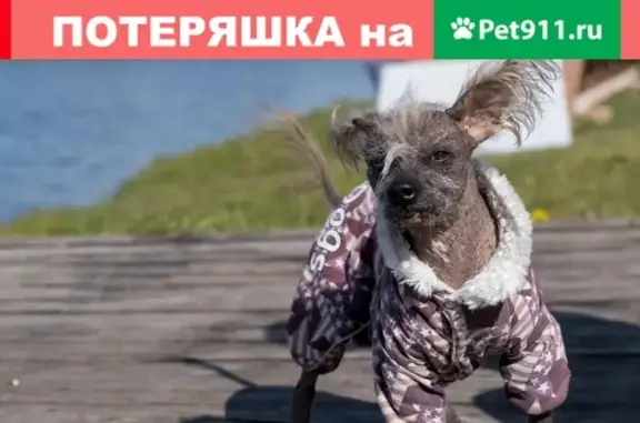 Собаки потеряшки, Псков, фото: Потеряшка собака в Пскове на ул. Яна Райниса