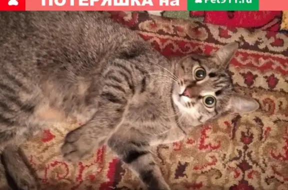 Пропала кошка на Гагарина, 20