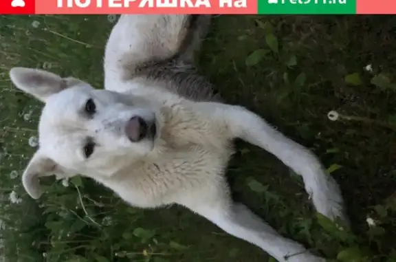 Найден белый пёс без ошейника в Истринском районе!