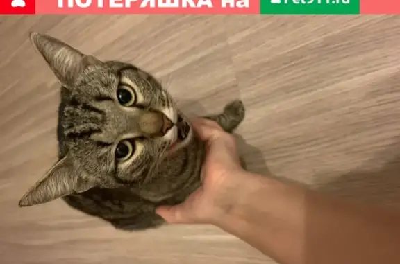 Найдены кошка и кот на Ул Минской, Пенза