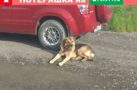 Найдена собака на острове Русском, ищем хозяина. Владивосток