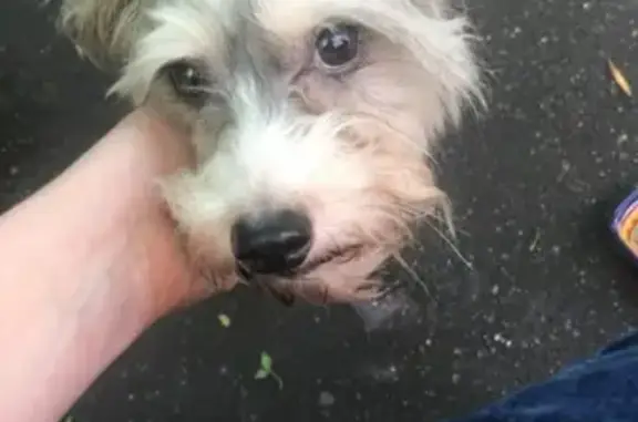 Собака найдена на Грузинском Валу 26 в Москве