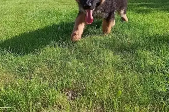 Потерянные животные Фрунзенское, фото: Пропала собака в посёлке Рыбачий, нуждается в медицинской помощи