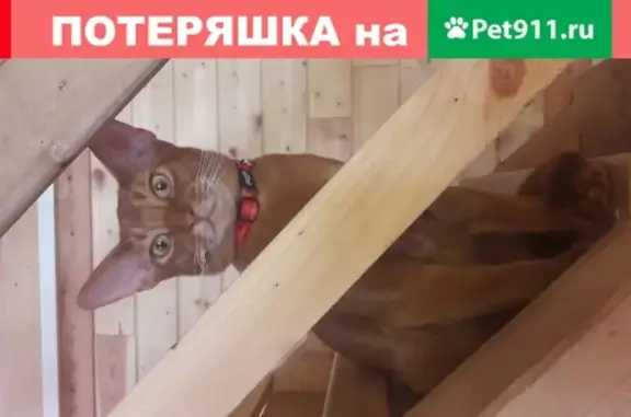 Пропал абиссинский кот в Ваганово, Ленобласть