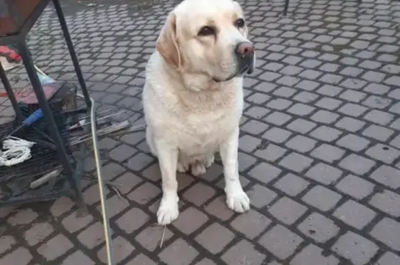 Найдена собака Локи в деревне Глинка, Ленинградская область