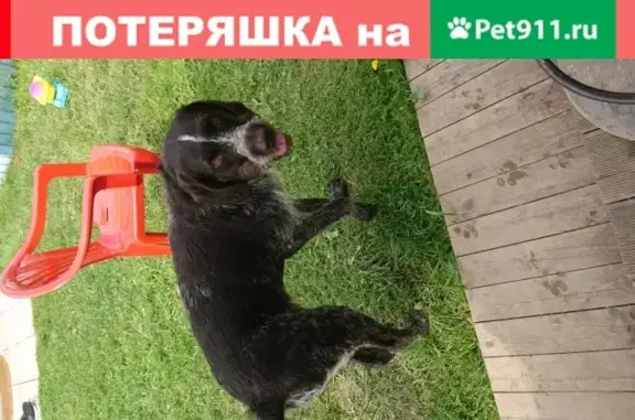 Найдена собака, Москва, фото: Найден дружелюбный пёс в Сергиево-Посадском городском округе