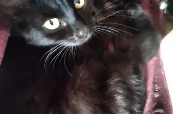 Найдена домашняя кошка на Симоновской набережной, беременная и с котятами
