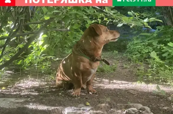 Найден рыжий пёс на улице Студенческой, ищем хозяев уже неделю
