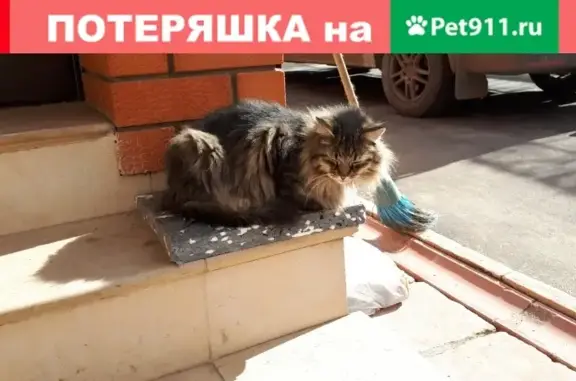 Пропала кошка Метис сибирца, адрес: Павловский Посад, Городковская улица, 16.