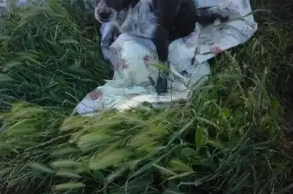 Собака с травмой найдена в Крымске