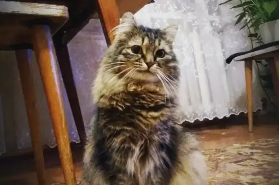 Пропала кошка Сибиряк в Красногорске на Фруктовой улице