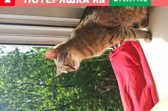Пропала кошка на Комсомольском проспекте 41А!