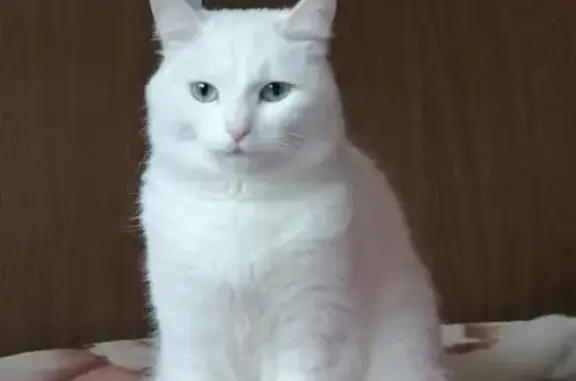 Пропала белая кошка Куся в деревне Пузино, Сергиево-Посадский р-он