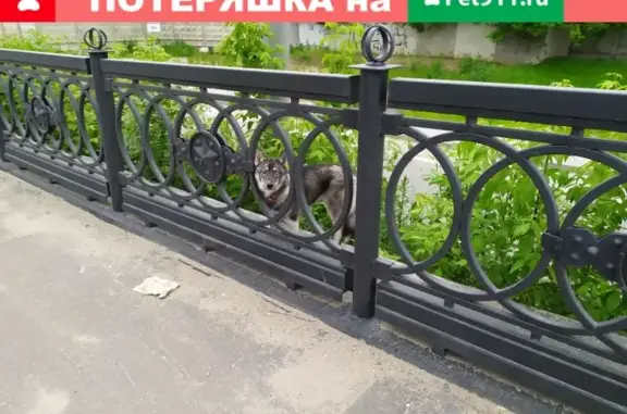 Собака на ш. Энтузиастов, Москва, хаски, разные глаза, ошейник