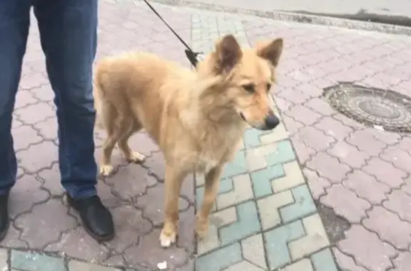 Найден рыжий щенок в Москве, Медведково на Студеном пр-д.