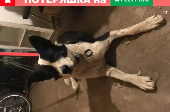 Найдена собака на улице Свердлова 35, Балашиха