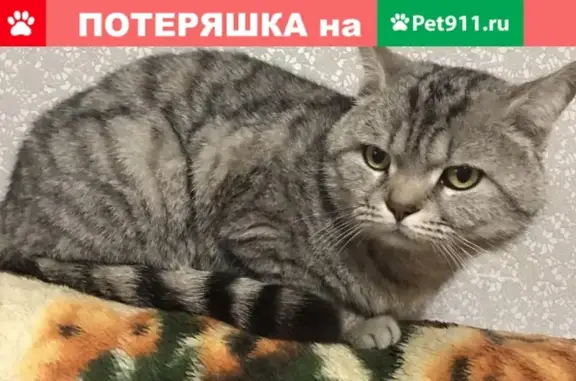 Найден кот возле Магнита на ул. Б.Хмельницкого
