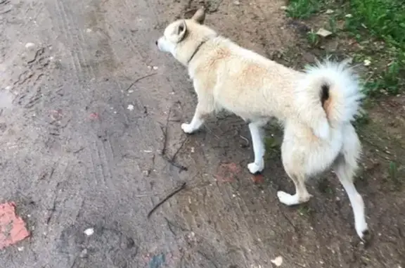 Найдена собака в Зубово, Московская область