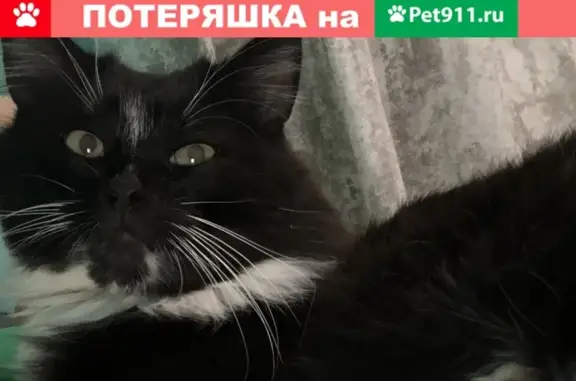 Пропал кот Леопольд в Домодедово