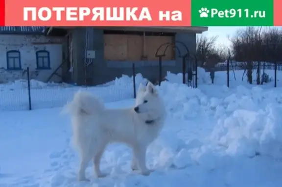 Пропала собака Зета в деревне Александровка, Тульская область