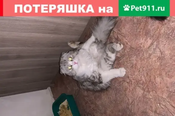 Пропал кот Гуччи в Петровском поселке, вознаграждение!